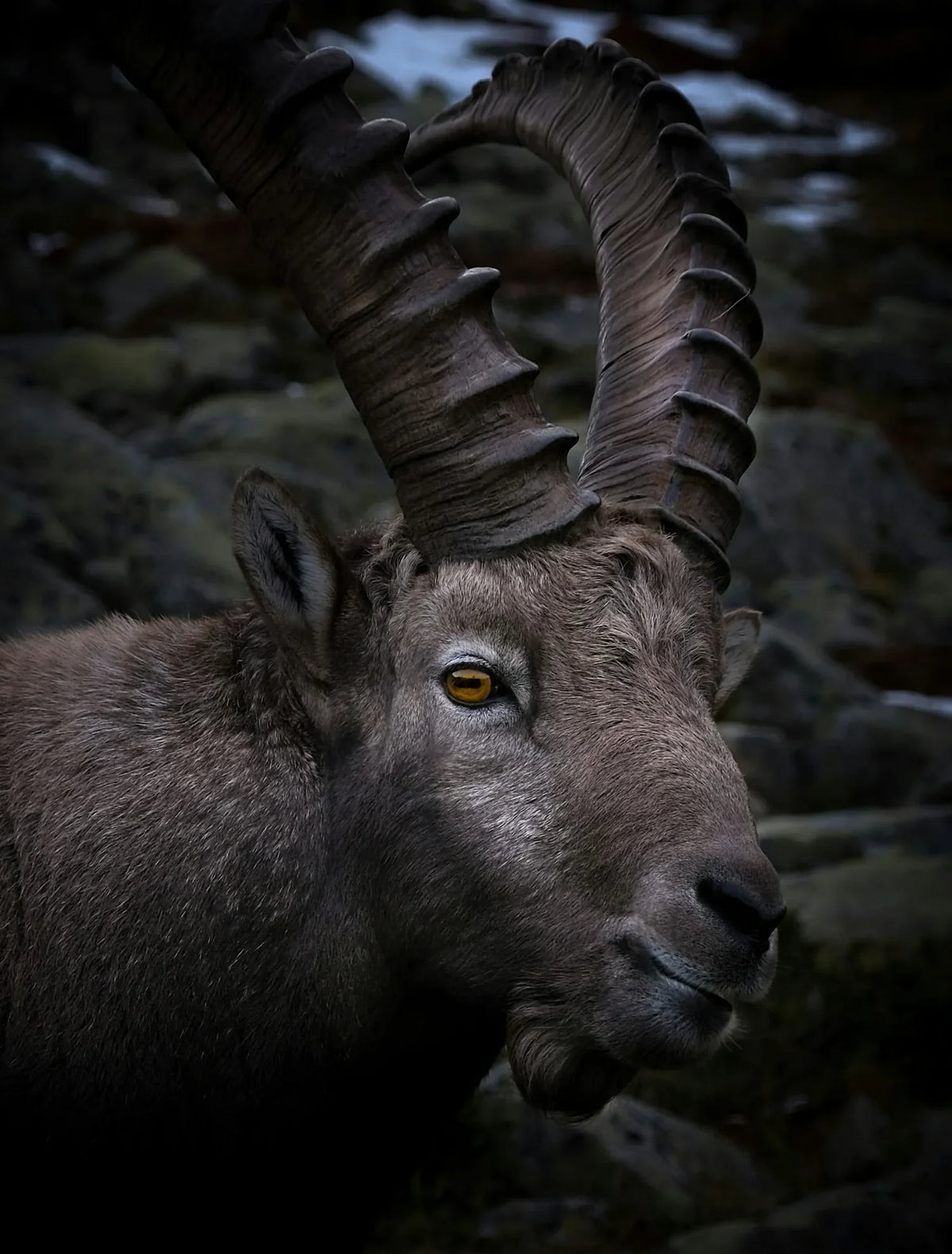 AlphaMensLab Horny Goat Weed